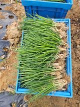 호박12662님의 작성글 사진