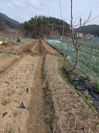 체리농원님의 기타작물 · 영농일지 작성글 사진