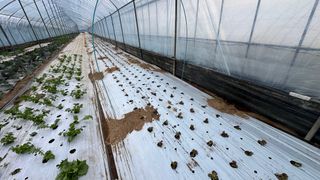 김성진님의 상추 · 영농일지 작성글 사진