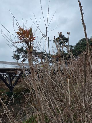 플러스밸류님의 두릅 · 영농일지 작성글 사진