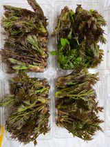 팜모닝 두릅·영농일지 게시글 이미지