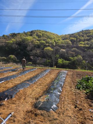 이영철님의 고추 · 영농일지 작성글 사진