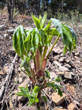 다래8403님의 기타작물 · 영농일지 작성글 사진