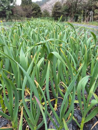 이경옥님의 기타작물 · 영농일지 작성글 사진