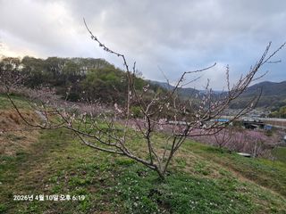 장정규님의 복숭아 · 영농일지 작성글 사진