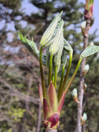 다래8403님의 기타작물 · 영농일지 작성글 사진