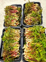 홍천산채농원님의 작성글 사진