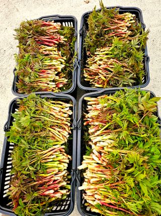 홍천산채농원님의 기타작물 · 영농일지 작성글 사진