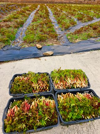 홍천산채농원님의 기타작물 · 영농일지 작성글 사진