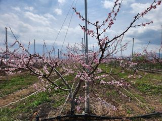 꿀복이농장님의 복숭아 · 영농일지 작성글 사진