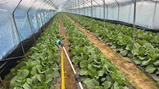 김성진님의 양배추 · 영농일지 작성글 사진