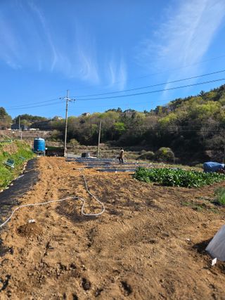 이영철님의 고추 · 영농일지 작성글 사진