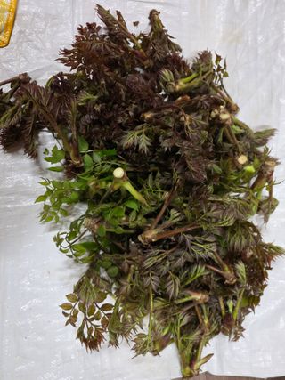 플러스밸류님의 두릅 · 영농일지 작성글 사진