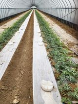 김저팔계님의 작성글 사진