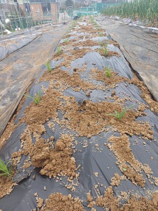 양경일님의 옥수수 · 영농일지 작성글 사진