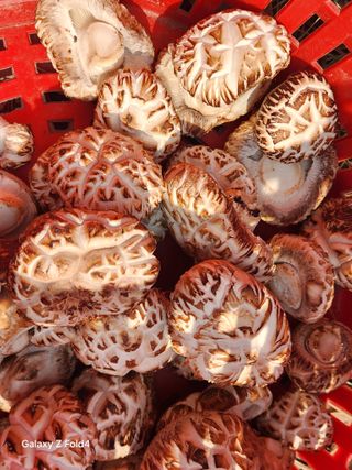 헤라여신^^♡님의 버섯 · 영농일지 작성글 사진