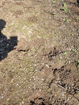 팜모닝 기타작물·영농일지 게시글 이미지