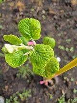 팜모닝 기타작물·영농일지 게시글 이미지