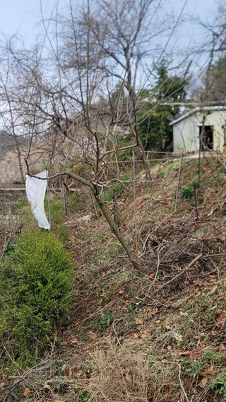 서초농원님의 기타작물 · 영농일지 작성글 사진