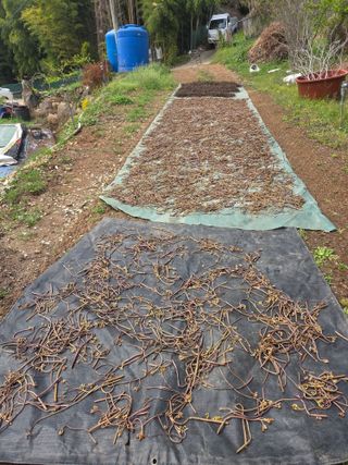 쌍둥이농장님의 기타작물 · 영농일지 작성글 사진