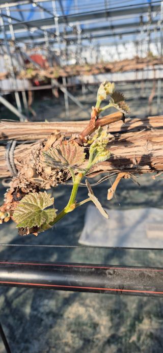 이화주님의 포도 · 영농일지 작성글 사진