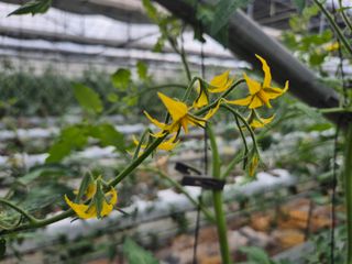 늘햇살팜 님의 기타작물 · 영농일지 작성글 사진