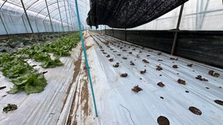 김성진님의 상추 · 영농일지 작성글 사진