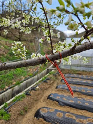 윤장원님의 자두 · 영농일지 작성글 사진