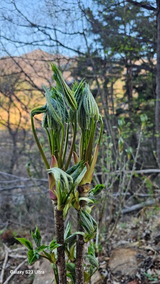 염봉섭님의 기타작물 · 영농일지 작성글 사진