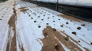 김성진님의 상추 · 영농일지 작성글 사진