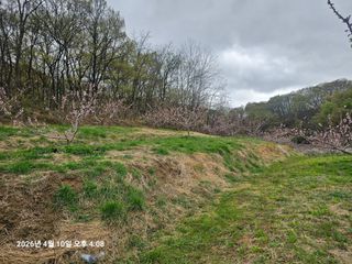 장정규님의 복숭아 · 영농일지 작성글 사진