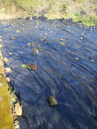 최영묵님의 감 · 영농일지 작성글 사진