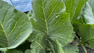 김성진님의 양배추 · 영농일지 작성글 사진