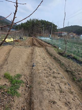 체리농원님의 기타작물 · 영농일지 작성글 사진