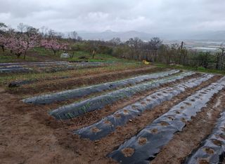철남 김희곤님의 사과 · 영농일지 작성글 사진