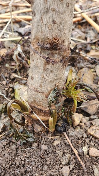 장흥 모경화 님의 기타작물 · 영농일지 작성글 사진