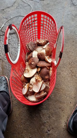 김동명님의 기타작물 · 영농일지 작성글 사진