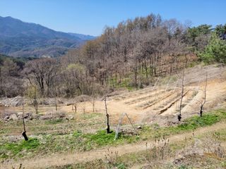 /송학 농원님의 사과 · 영농일지 작성글 사진