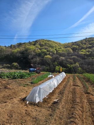 이영철님의 고추 · 영농일지 작성글 사진