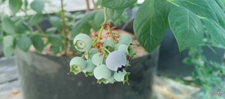 류근택님의 블루베리 · 영농일지 작성글 사진