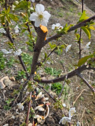 정영석님의 기타작물 · 영농일지 작성글 사진