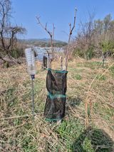 왕대추님의 작성글 사진