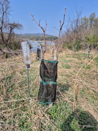 왕대추님의 기타작물 · 영농일지 작성글 사진