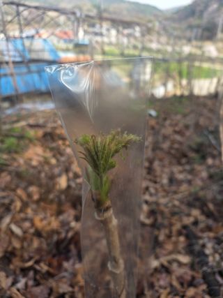 한상훈님의 두릅 · 영농일지 작성글 사진