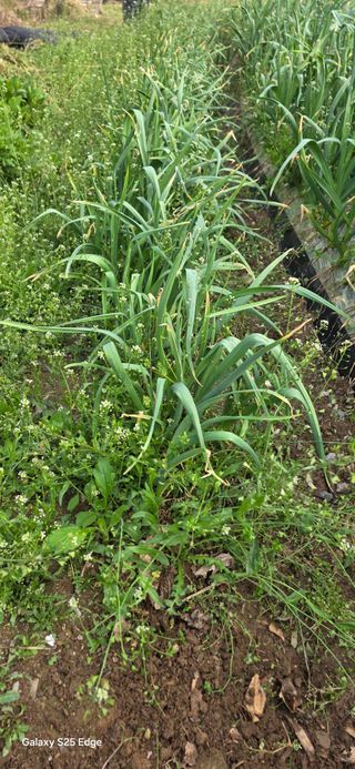 경주농장님의 마늘 · 영농일지 작성글 사진