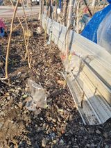 팜모닝 기타작물·영농일지 게시글 이미지