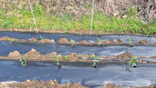 촌사리(김정대)님의 고추 · 영농일지 작성글 사진