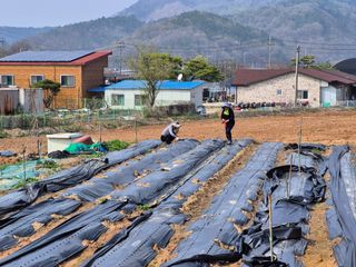 이준영님의 기타작물 · 영농일지 작성글 사진