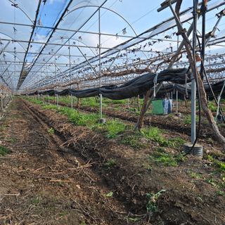 동동예행복농장님의 포도 · 영농일지 작성글 사진