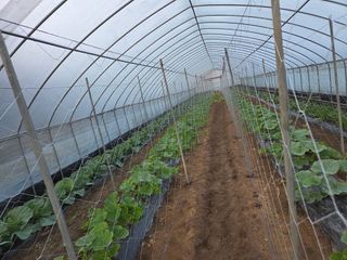 마늘25328님의 기타작물 · 영농일지 작성글 사진